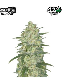 ORIGINAL WHITE WIDOWS AUTO...