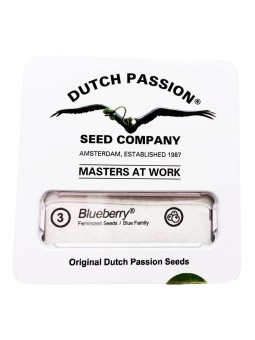 BLUEBERRY FEM X3 Dutch Passion