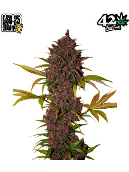 LSD 25 AUTO X5 Fast Buds