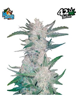 MEXICAN AIRLINES AUTO X3...