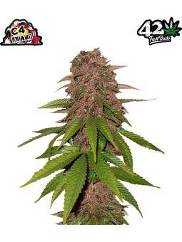 C4 AUTO X3 Fast Buds