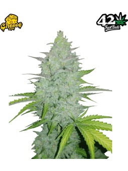 ORIGINAL CHEESE AUTO X3...