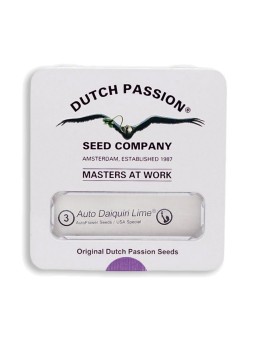 DAIQUIRI LIME AUTO X3 Dutch...