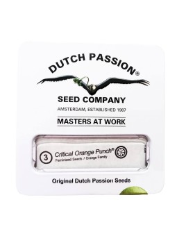 CRITICAL ORANGE PUNCH FEM...