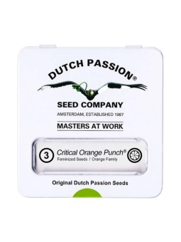 ORANGE BUD FEM X3 Dutch...