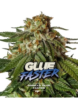 Gorilla Glue Faster GK X12 BSF