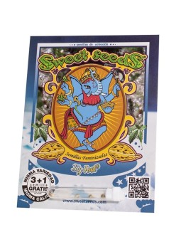 Big Foot Fem X3+1Sweet Seeds