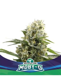 Moby-D Xxl Auto X2 BSF