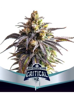 Critical Xxl Auto X2 BSF