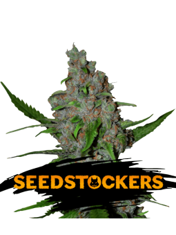 Gelato 41 Fast Fem X3...