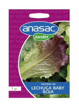 Semilla Lechuga Baby Leaf...
