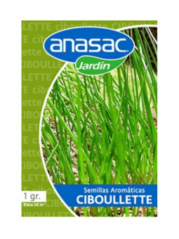 Semilla Ciboullette Anasac...