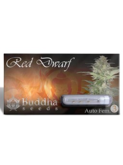 RED DWARF AUTO X3 Buddha Seeds