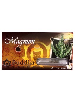 MAGNUM AUTO X3+1 Buddha Seeds