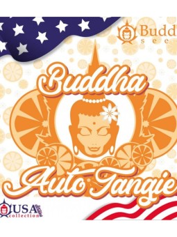 TANGIE AUTO X3 Buddha Seeds