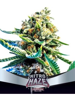 NITRO HAZE X2 Bigger...