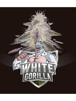 WHITE GORILLA X2 Bigger...