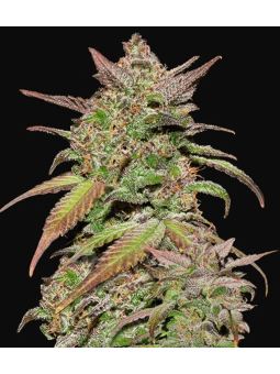 Smoothie Auto X3 Fast Buds