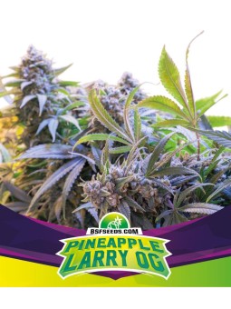 STAR PLAYER PINEAPPLE LARRY...