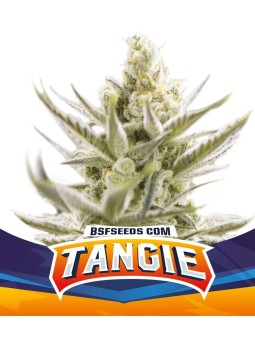 TANGIE AUTO XXL X4 Bigger...