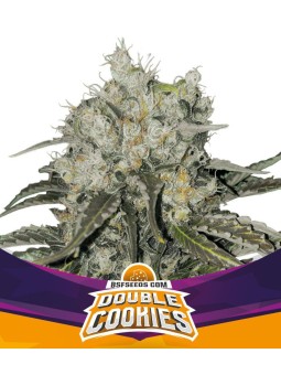 STAR PLAYER DOUBLE COOKIES...