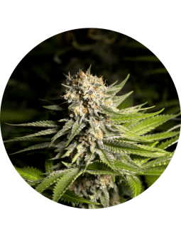 Girl Scout Cookies Fem X3...