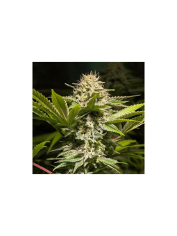 Dulce High Kick Fem X3 -...