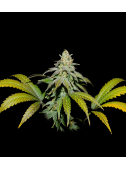 Guava X Fruity Pebbles Og...