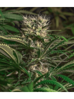Blue Magic Fem X3  Spanish...