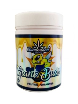 GIANT BUDS PK52-34 120GR...