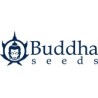 Buddha Seeds